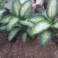 دیفن ۸۵۰و۳۷۵و۲۶۵