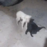 سگ پا کوتاه|سگ|خرمآباد, |دیوار