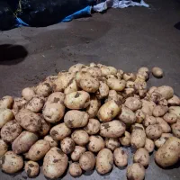 سیب زمینی جلی ممتاز