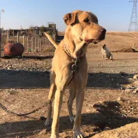 پشدر پر غرور