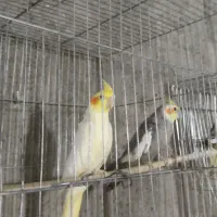عروس هلندی ماده آماده