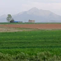 اجاره