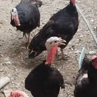 بوقلمون
