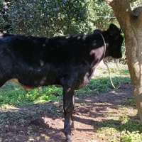 گوسالهنراصیل|حیوانات مزرعه|کومله, |دیوار