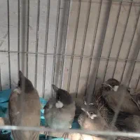جوجه قناری