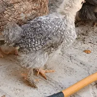 ۲۰ روزه و ۲ ماهه