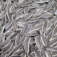 پخش تخمه امیرعلی قرچک ورامین|خوردنی و آشامیدنی|قرچک, زیبا شهر|دیوار