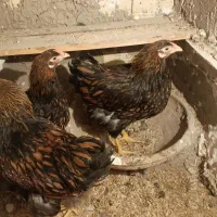 مرغ نژاد دار ویاندوت بلک رد|حیوانات مزرعه|مشکیندشت, |دیوار