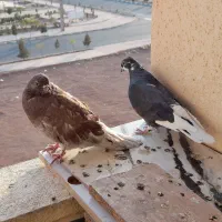 فروش گفتر یا کبوتر|پرنده|پرند, فاز ۵|دیوار