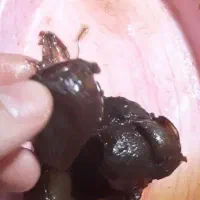 سیرترشی ۷ ساله