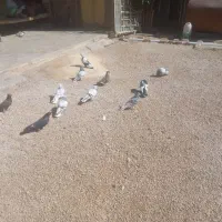 کفتر بهبهانی