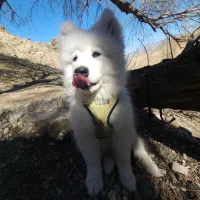 سگ ساموییدسه ماه نر اصل