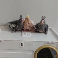 سه عدد جوجه عروس فوق العاده باکیفیت وضمانتی|پرنده|تهران, مطهری|دیوار