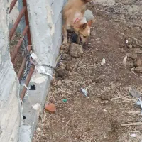 پاکوتا ۲ ساله نر  قیمت ۵میلیون