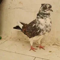 کفترگرفتنی عالی|پرنده|ری, امین آباد|دیوار