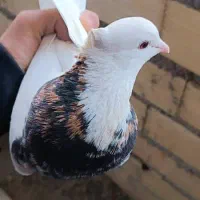 سه جفت طوقی|پرنده|لردگان, |دیوار