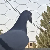 کبوتر