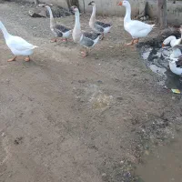 باسلام فروش قاز اصیل تبیعی|حیوانات مزرعه|پارسآباد, |دیوار