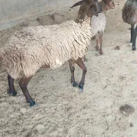 میش شیشک