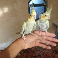 عروس هلندی|پرنده|شیراز, شهرک صنعتی|دیوار