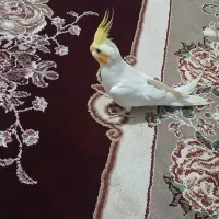 عروس هلندی لوتیتو|پرنده|سنندج, |دیوار