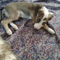 پیتبول ۳ ماهه|سگ|صباشهر, |دیوار