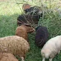 فروش تک و عمده گوسفندوبره زنده|حیوانات مزرعه|نوشهر, |دیوار