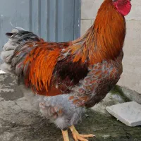 خروس ویاندوت بلورد (خروس زینتی)|حیوانات مزرعه|گتاب, |دیوار