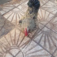 خروس محلی چاق|حیوانات مزرعه|کوهدشت, |دیوار