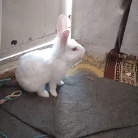 بچه خرگوش خوشگل وناز