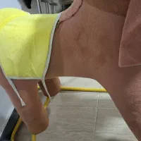 فیل|اسباببازی بچه|بوکان, |دیوار