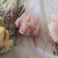 جوجه عروس هلندی ،یکماهه ،