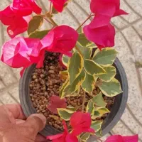 کود کفتر ی وگاوی