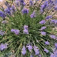 نهال اسطوخودوس