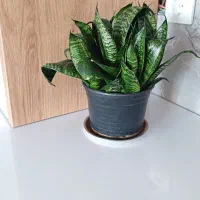 گل پتوس و سانسوریا و آگلونما|گل و گیاه طبیعی|شیراز, طلاب|دیوار