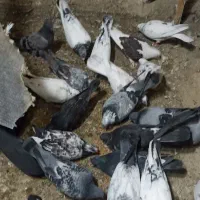 کبوتر قیمت ۲۰۰