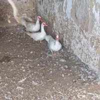 اردک اسرائیلی دانه 350هزار