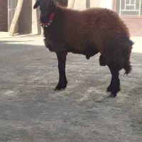 قوچ دوساله
