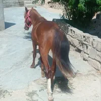 اسب پونی مخصوص کودکان(توضیحات رو بخونید)