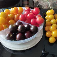 بذر گوجه فرنگی گیلاسی ارگانیک (قرمز، زرد، مشکی)|گل و گیاه طبیعی|بابلسر, |دیوار