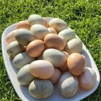 تخم مرغ و تخم اردک