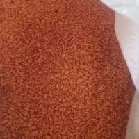 گندم‌‌وجوبذری‌درشت‌‌