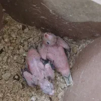 جوجه عروس هلندی|پرنده|مشهد, بهمن|دیوار