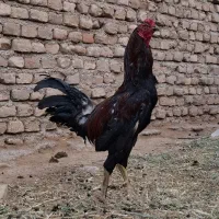خروس لاری