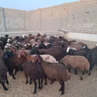 70 راس  بره نر و ماده سبک افشاری مناسب پروار عمده|حیوانات مزرعه|تهران, آبشار|دیوار