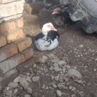 اوردک خارجی