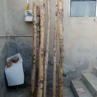 5 عدد درخت