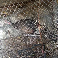 فروش بوقلمون نر جوان|حیوانات مزرعه|ایذه, |دیوار