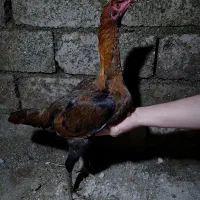 مرغ لاری|حیوانات مزرعه|آستارا, |دیوار