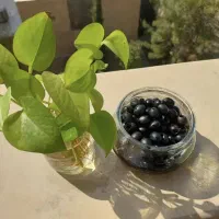 زیتون|خوردنی و آشامیدنی|رشت, آتشگاه|دیوار